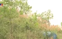 Kon Tum: Hàng chục ngàn ha rừng cao su trước nguy cơ cháy cao