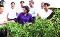 Chủ tịch Quốc hội làm việc tại Lạng Sơn