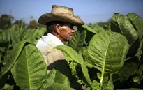 Cuba cho phép hộ nông dân được trực tiếp thuê lao động