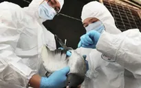 Bùng phát dịch cúm A/H5N6 tại Kon Tum