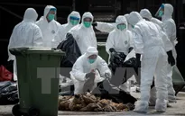 Dịch cúm gia cầm đe dọa ngành chăn nuôi tại châu Âu
