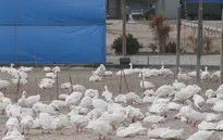 Nhật Bản phát hiện chủng cúm gia cầm H5 tại các trang trại