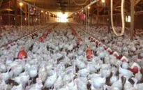 Hàn Quốc: Bùng phát dịch cúm gia cầm H5N6 tại tỉnh Gyeonggi