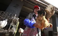 Thêm 1 người chết do nhiễm cúm gia cầm tại Trung Quốc