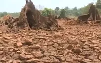 Hạn hán khốc liệt ở Đăk Lăk: Người khát cháy, cây chết khô