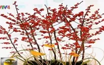 Xu hướng chơi hoa Tết Nguyên đán 2016