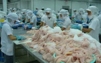 Dự báo thiếu nguyên liệu cá tra xuất khẩu tại ĐBSCL