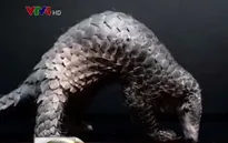 Nhiều nghệ sĩ nổi tiếng tham gia chiến dịch bảo vệ tê tê