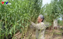 Người dân làng đào tất bật tuốt lá, chuẩn bị cho Tết Nguyên đán