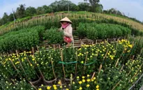 Dân miền Trung "kêu trời" vì hoa mất mùa do giá rét