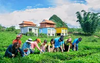 Hái chè Mộc Châu - Trải nghiệm thú vị cho du khách