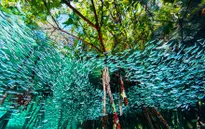 Những bức ảnh thiên nhiên ấn tượng 2016