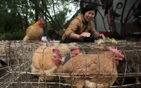 Hong Kong dừng mua bán gia cầm sống vì phát hiện virus H7N9