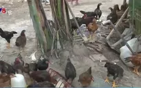 Quảng Ngãi tập trung ngăn chặn bùng phát cúm gia cầm