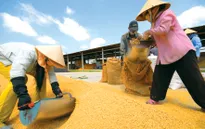 Philippines sẽ mua thêm 293.000 tấn gạo Việt Nam