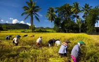 Thái Lan soạn thảo chiến lược mới về lúa gạo