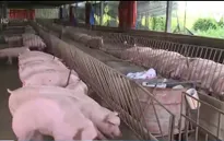 Lợn nhiễm chất cấm không xuất phát từ hộ nuôi Viet Gap
