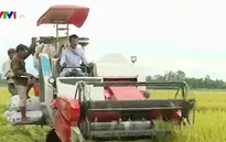 Quảng Bình thu hoạch vụ Hè Thu trước mùa mưa bão