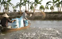 Giá cá tra tiếp tục tăng tại ĐBSCL