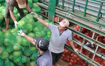 Thương lái Trung Quốc tăng cường thu mua, dừa khô “sốt giá”