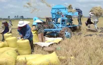 Lần đầu tiên giá lúa Đông Xuân đứng ở mức cao trong 4 tháng