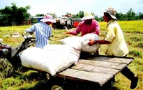 ĐBSCL: Giá lúa Đông Xuân tăng cao