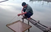ĐBSCL: Nguồn cung ít, giá tôm giống tăng mạnh