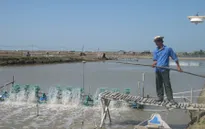 Chấn chỉnh sản xuất giống để xây dựng thương hiệu tôm Việt Nam