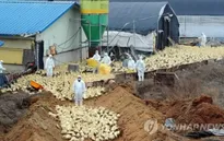 Thêm nhiều gia cầm chết do H5N8 tại Nhật Bản