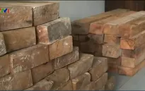 Bắt giữ khẩn cấp 2 đối tượng vận chuyển gỗ lậu qua biên giới Việt - Lào