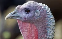 Cúm gia cầm H5N8 xuất hiện tại Thụy Điển