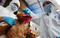 Hong Kong (Trung Quốc) xác nhận ca tử vong đầu tiên do cúm gia cầm H7N9