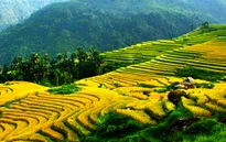 Việt Nam đang trở thành điểm đến hấp dẫn đối với du khách Mỹ