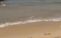 “Tuyệt đối không ăn hải sản chết do thủy triều đỏ”