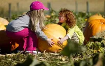 Mỹ: Kinh doanh bí ngô nở rộ mùa Halloween