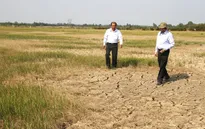 Thêm 90.000 ha lúa có thể bị chết vì hạn, mặn