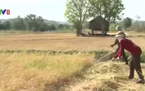 Gia Lai: Hạn hán ngày càng khốc liệt