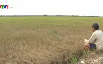 Xâm nhập mặn tấn công, ĐBSCL có nên trồng lúa bằng mọi giá?
