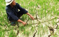Chính phủ hỗ trợ 2.040 tỷ đồng chống hạn hán, xâm nhập mặn