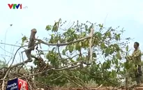 Mất trắng hàng vạn hecta cà phê ở Đắk Lắk do thiếu nước tưới