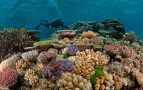 Hàng trăm hecta rạn san hô ở Côn Đảo bị tẩy trắng do El Nino