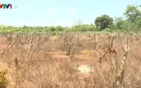 Hàng nghìn ha cà phê bị chặt bỏ vì hạn hán