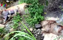 Cao Bằng: Thương lái vứt lợn chết gây ô nhiễm môi trường