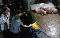 Bắt quả tang cơ sở bơm nước cho heo tại Vĩnh Long