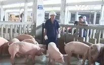 Heo VietGap tại Đồng Nai bị mạo danh