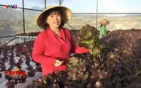 Người phụ nữ thành công với kỹ thuật trồng rau sạch bằng thủy canh