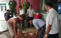 Đánh tráo heo bị dính chất cấm để mang đi giết mổ