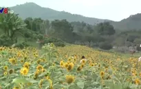 Đồi hoa hướng dương - Sản phẩm du lịch khác biệt tại Khánh Hòa