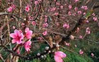 Hoa đào, mai nở sớm trước dịp Tết Đinh Dậu 2017