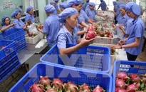 Việt Nam xuất khẩu trái cây sang 60 quốc gia